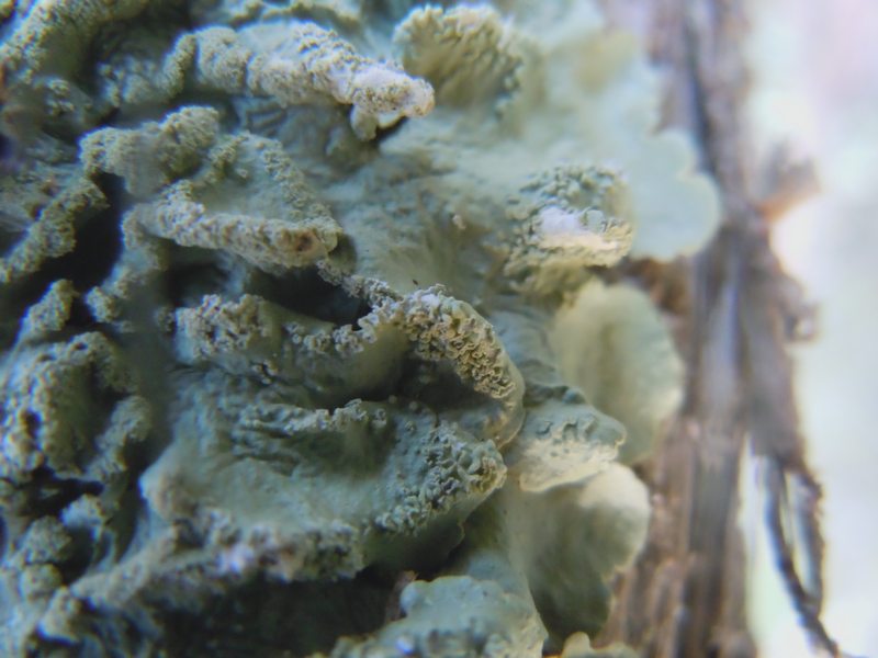 ...dalle dune di Porto Liscia (Santa Teresa Gallura)  2